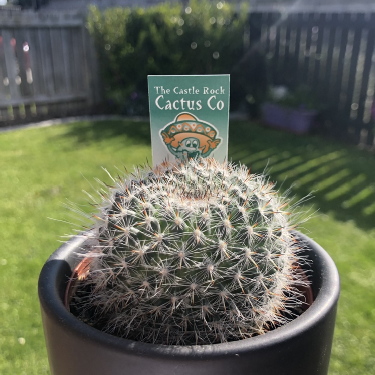 Photo of the plant species Mammillaria muehlenpfordtii by @bidisyx_ named mammillaria on Greg, the plant care app