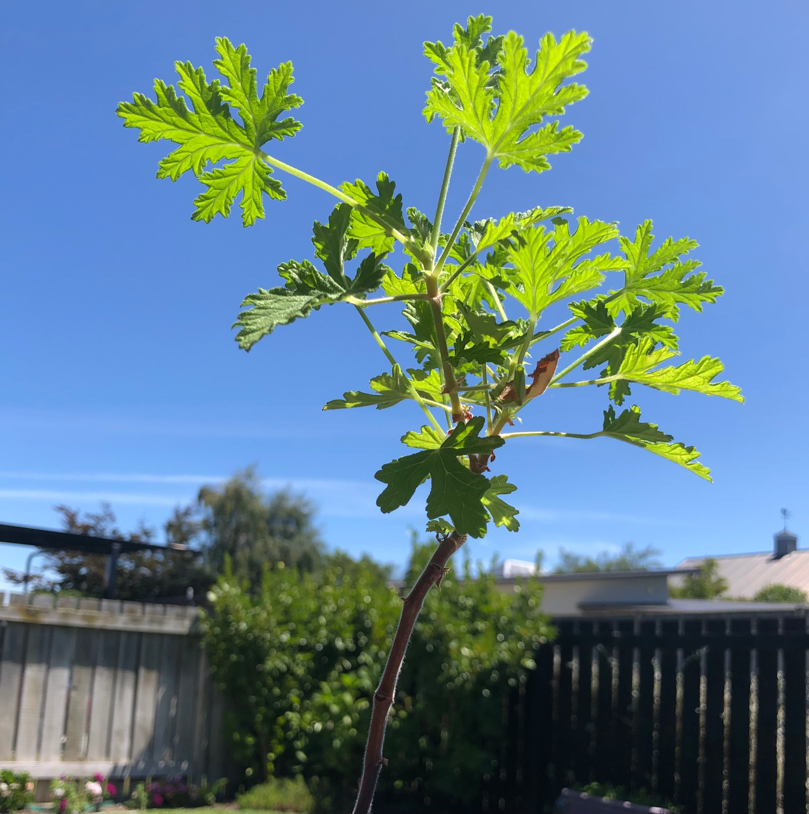 geranium black spots on leaves
