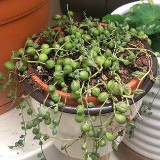 String of Pearls plant in Asheville, North Carolina
