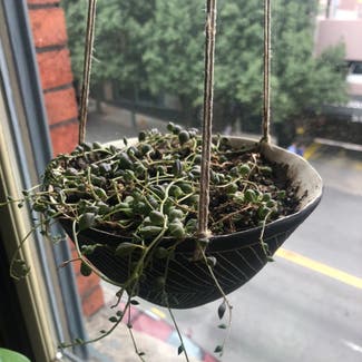 String of Pearls plant in Asheville, North Carolina