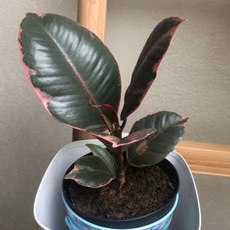 Ficus 'Ruby' plant in Asheville, North Carolina