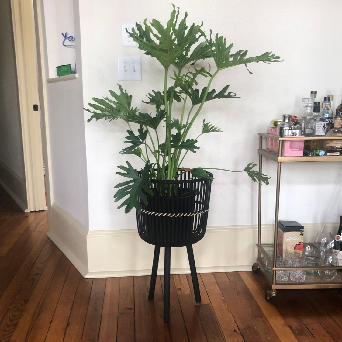 Philodendron 'Hope Selloum' in a black pot indoors, healthy green leaves.