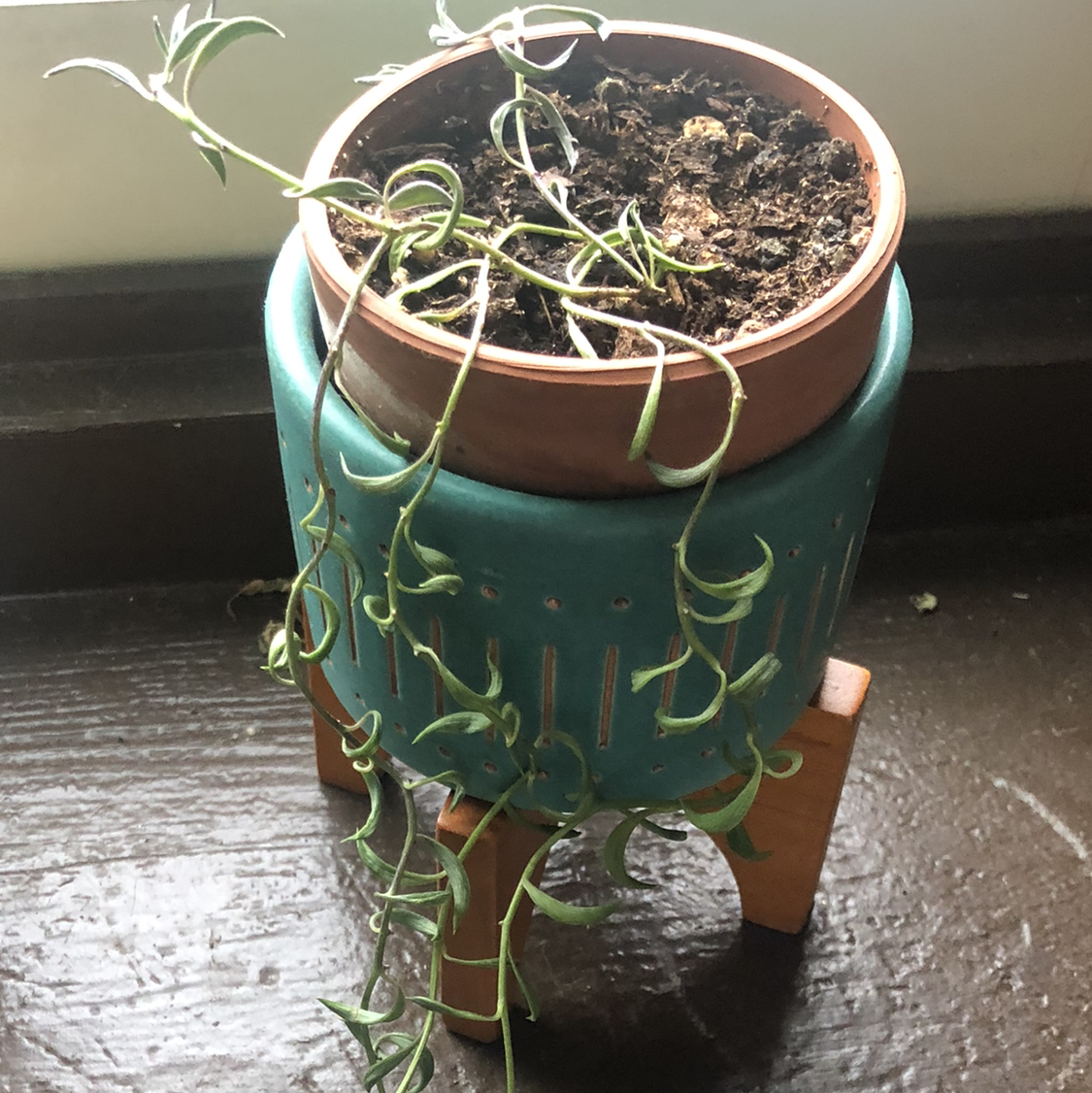 Photo of the plant species String of Fishhooks by @rosemaryliston named Your plant on Greg, the plant care app