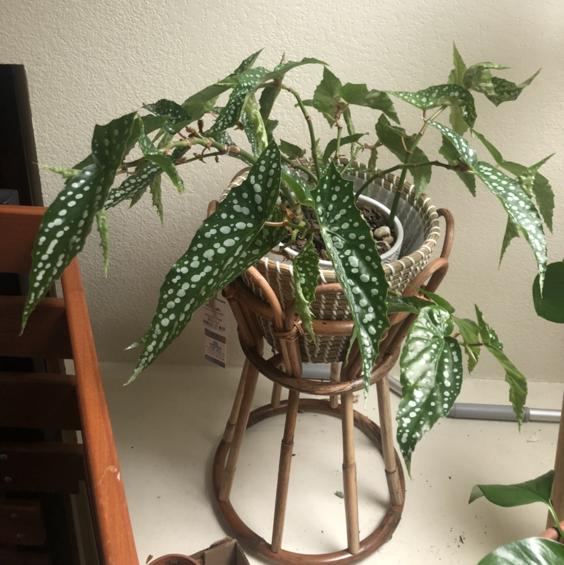 Photo of the plant species Polka Dot Begonia by @rosemaryliston named Your plant on Greg, the plant care app