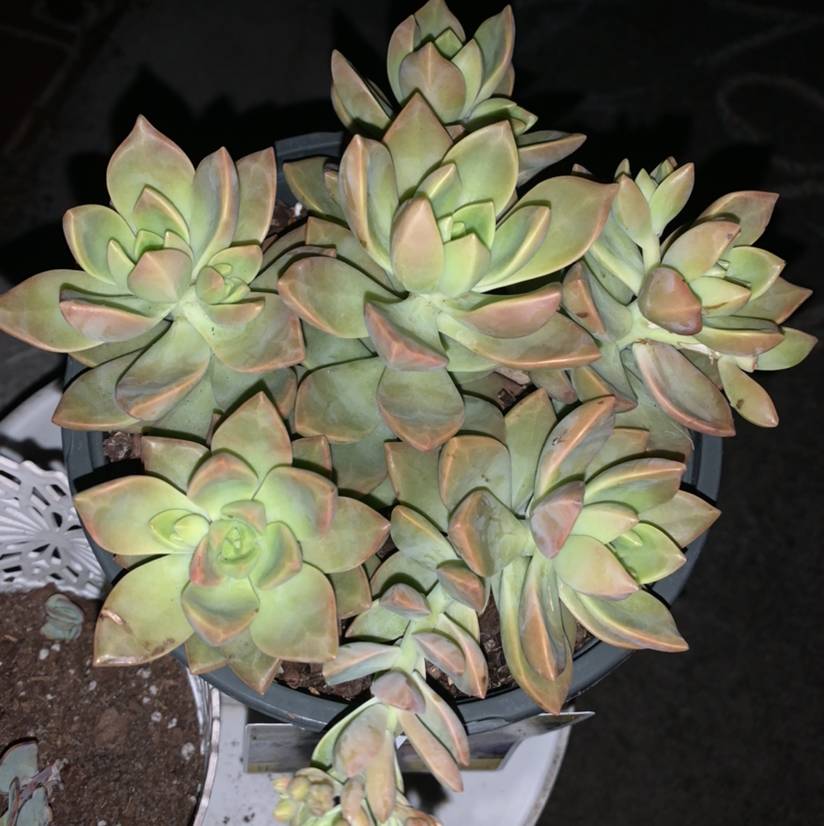 Graptosedum 'California Sunset' succulent with some browning at leaf tips.