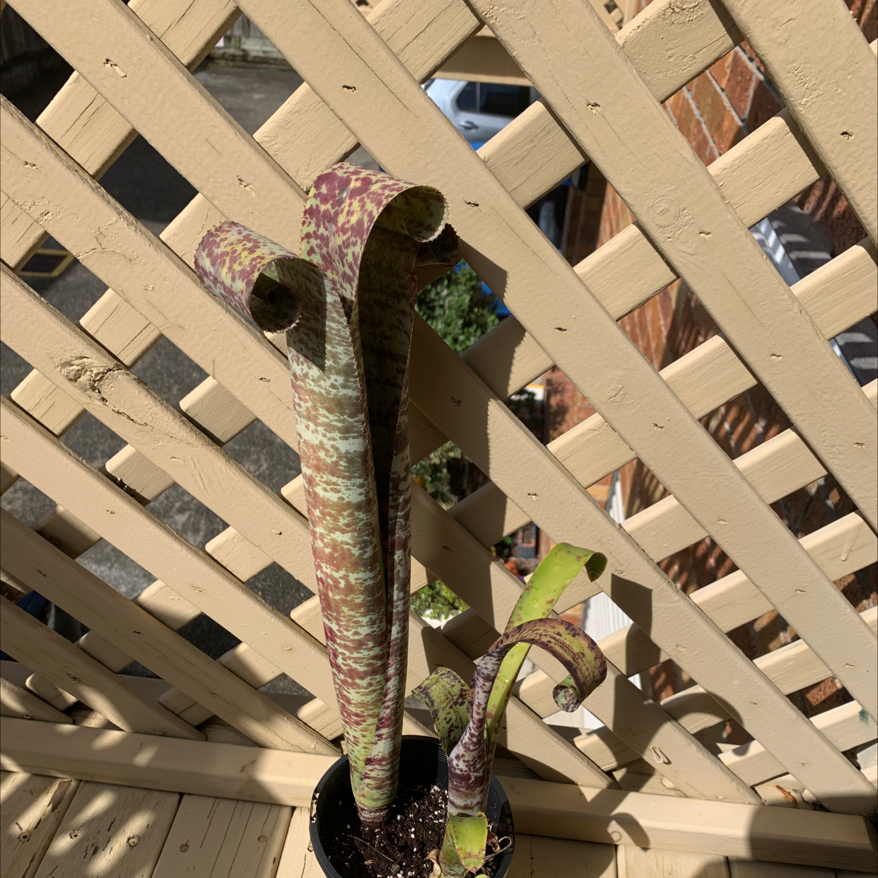 Photo of the plant species Tim Plowman by Eliana named poopy on Greg, the plant care app
