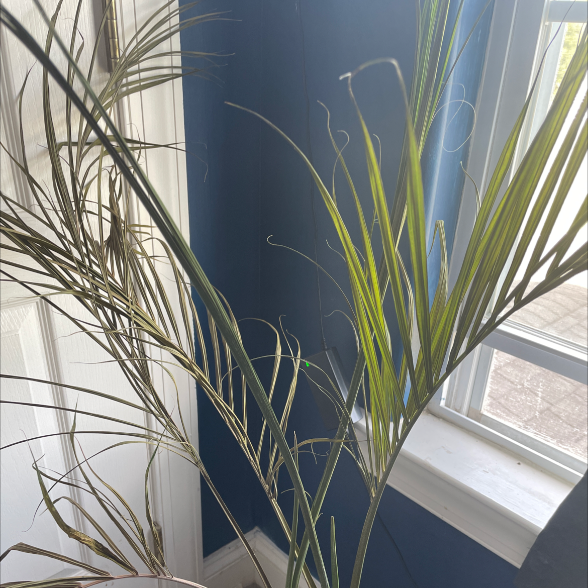 Closeup of a healthy, thriving Pygmy Date Palm plant with vibrant green arching fronds, shot with an artistic composition indoors.
