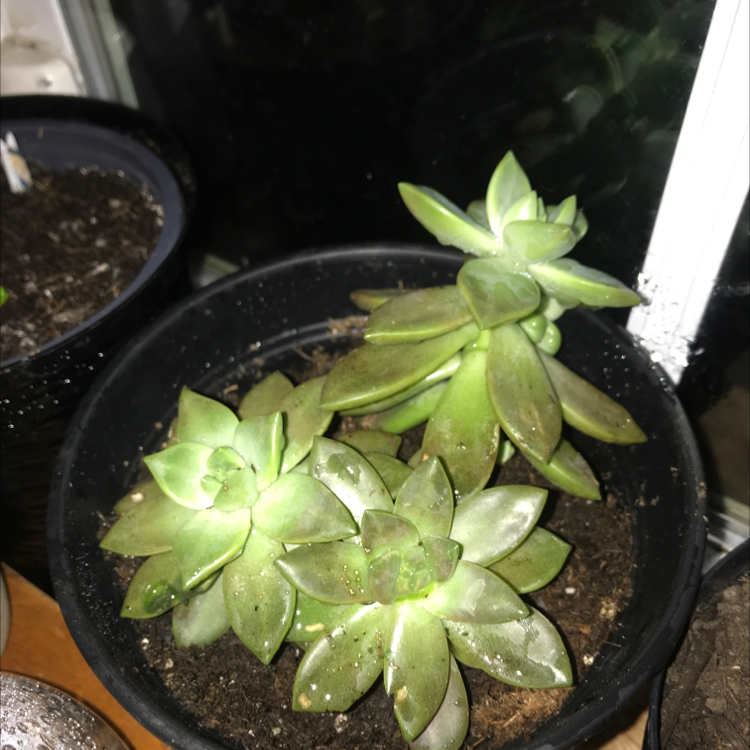 Photo of the plant species Sedum adolphi 'Sunset' by Elizabeth named Big succulent on Greg, the plant care app
