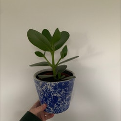 Dwarf Clusia plant