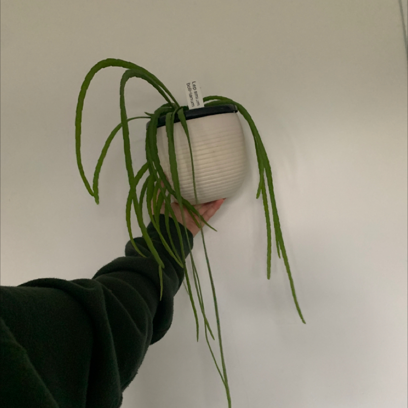 Lepismium cruciforme plant in a white pot being held by a person, with long green stems.