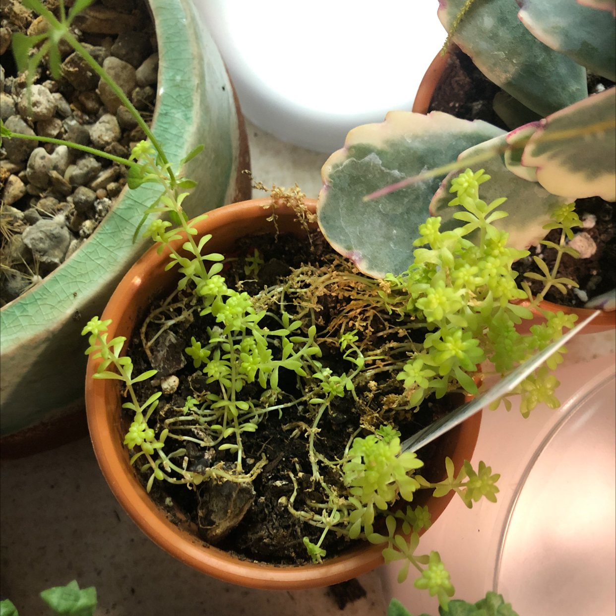 Tokyo Sun Stonecrop plant in a pot with visible yellowing and browning leaves.