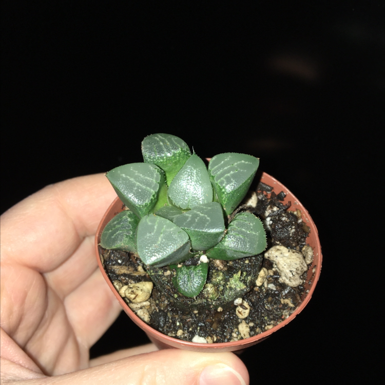 Haworthia bayeri succulent in a small pot, held by a hand.