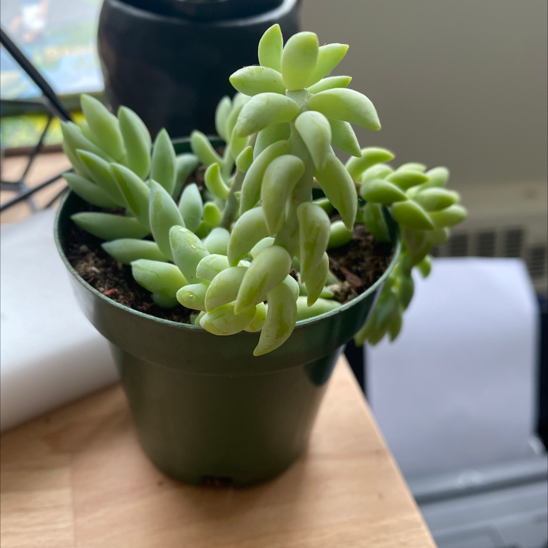 Close-up view of a healthy Burro's Tail succulent plant with spiral green leaves in a small black pot on a wooden surface.