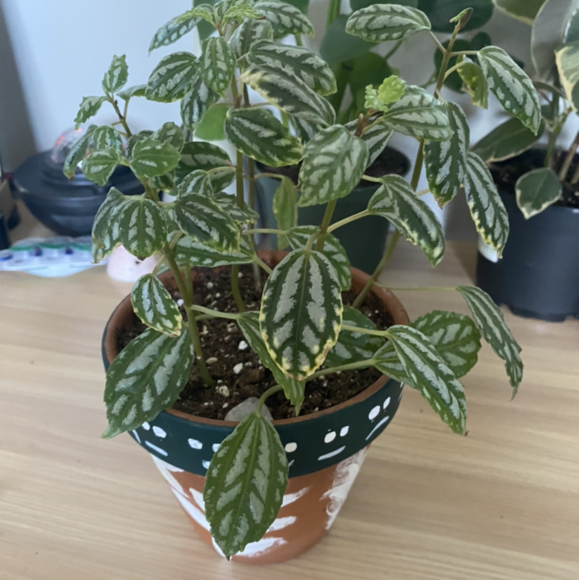 Aluminum Plant plant photo by @anikamowat named ally on Greg, the plant care app.