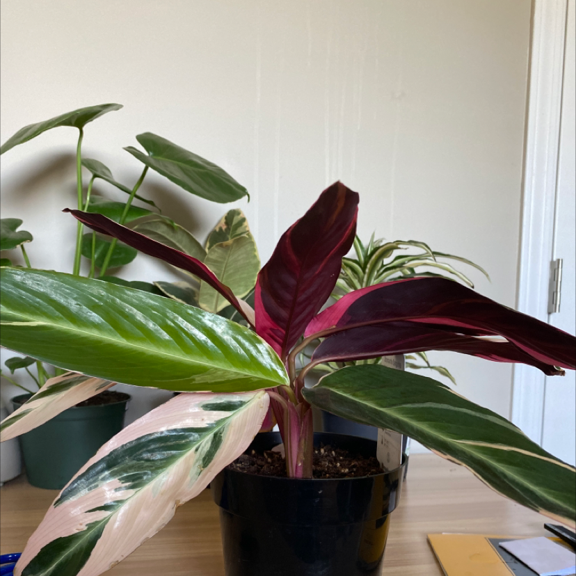 Triostar Stromanthe plant photo by @anikamowat named tracy on Greg, the plant care app.
