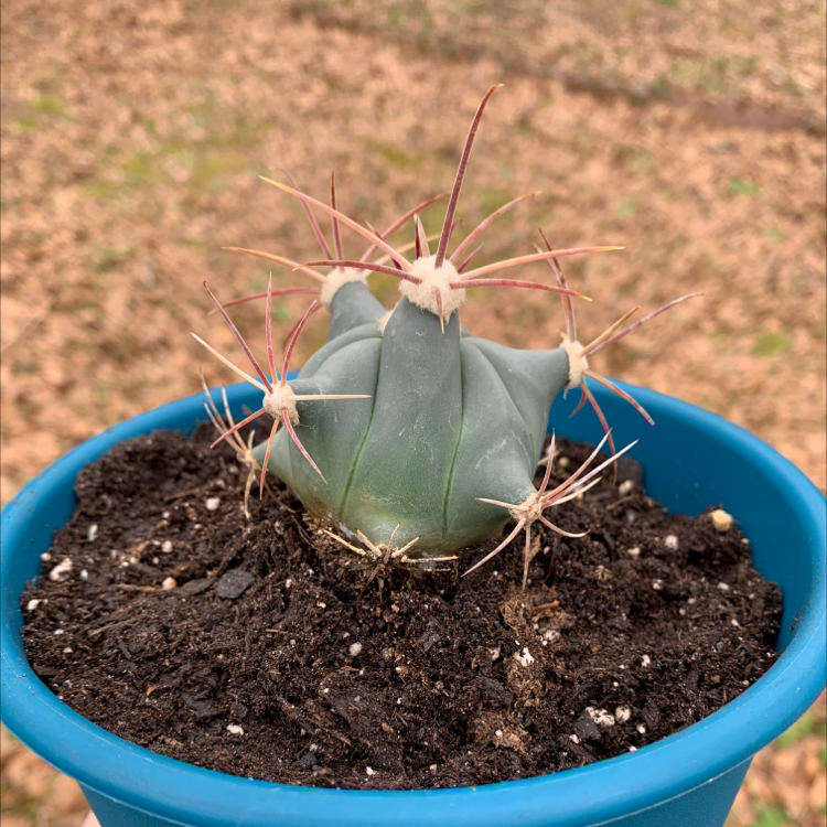 Devil's Pincushion cactus in a blue pot with visible soil.