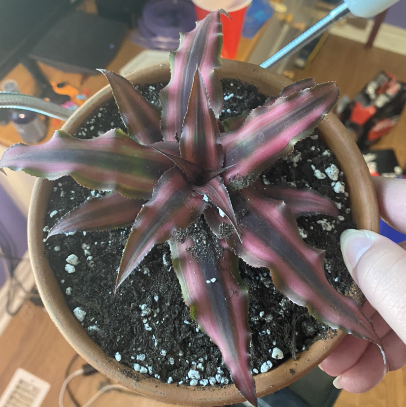 Photo of the plant species Earth Stars by @LemonWater named Fernie Sanders on Greg, the plant care app