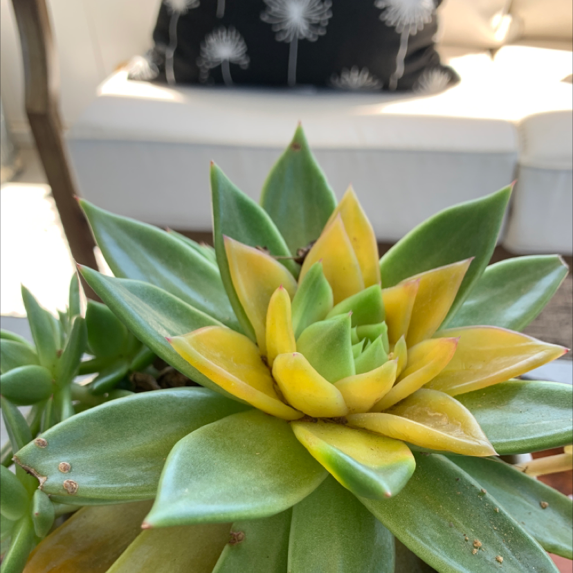 Lipstick Echeveria plant photo by @JadonBCW named Kendall on Greg, the plant care app.