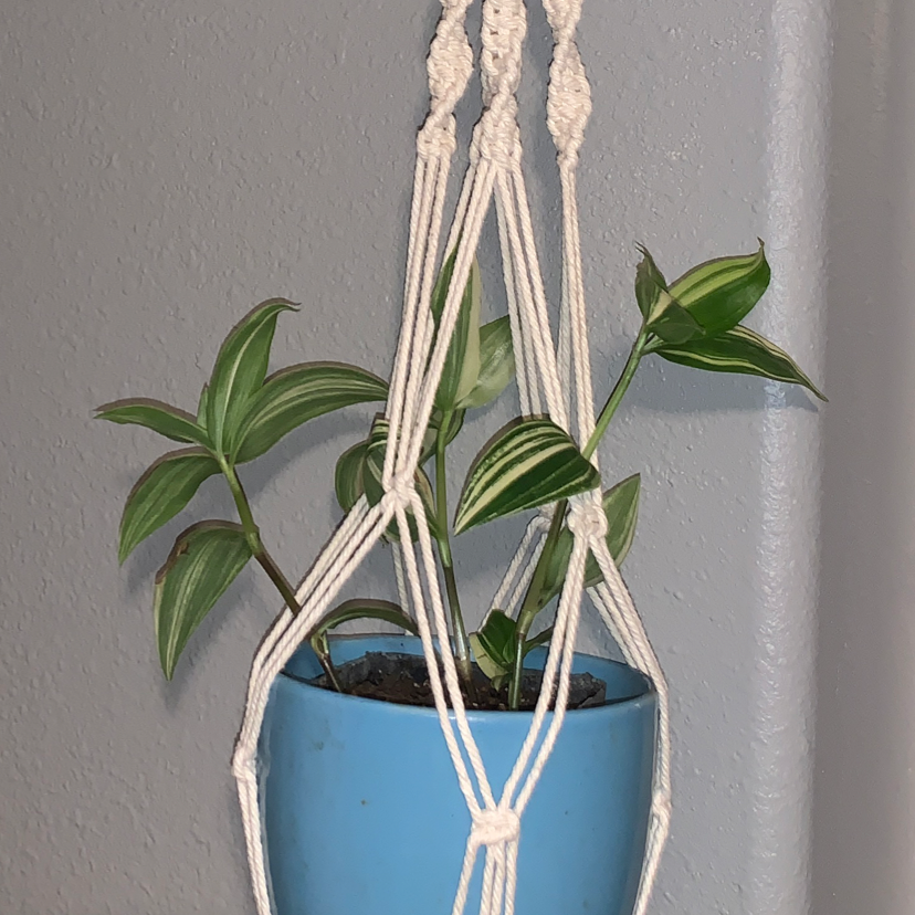 Small-Leaf Spiderwort plant photo by @brooklynscheer named Cosmo on Greg, the plant care app.