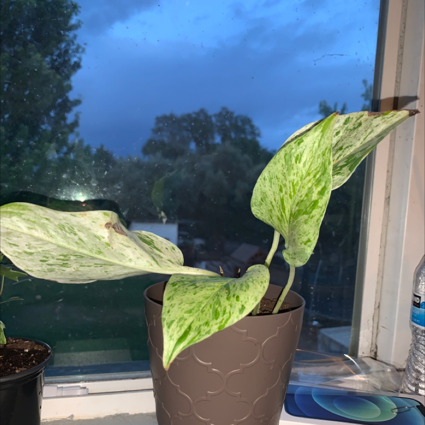 Photo of the plant species Snow Queen Pothos by @brooklynscheer named Pothead on Greg, the plant care app