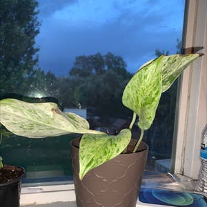 pothos snow queen plant photo by Brooklynscheer named Pothead on Greg, the plant care app.