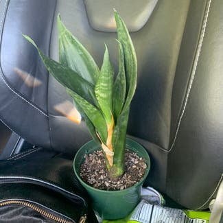 Snake Plant plant in Oroville, California