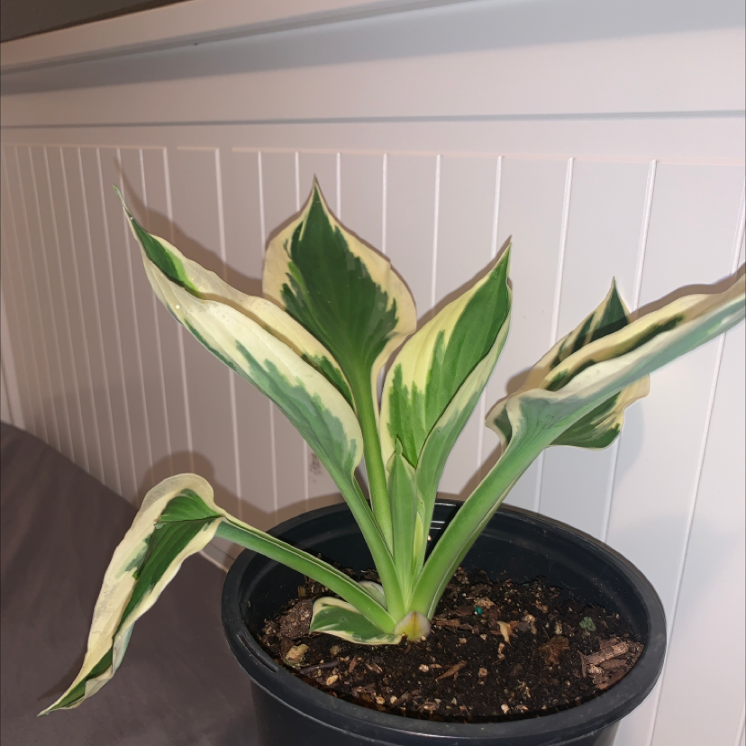 Photo of the plant species Hosta 'Patriot' by @brooklynscheer named Daphne on Greg, the plant care app