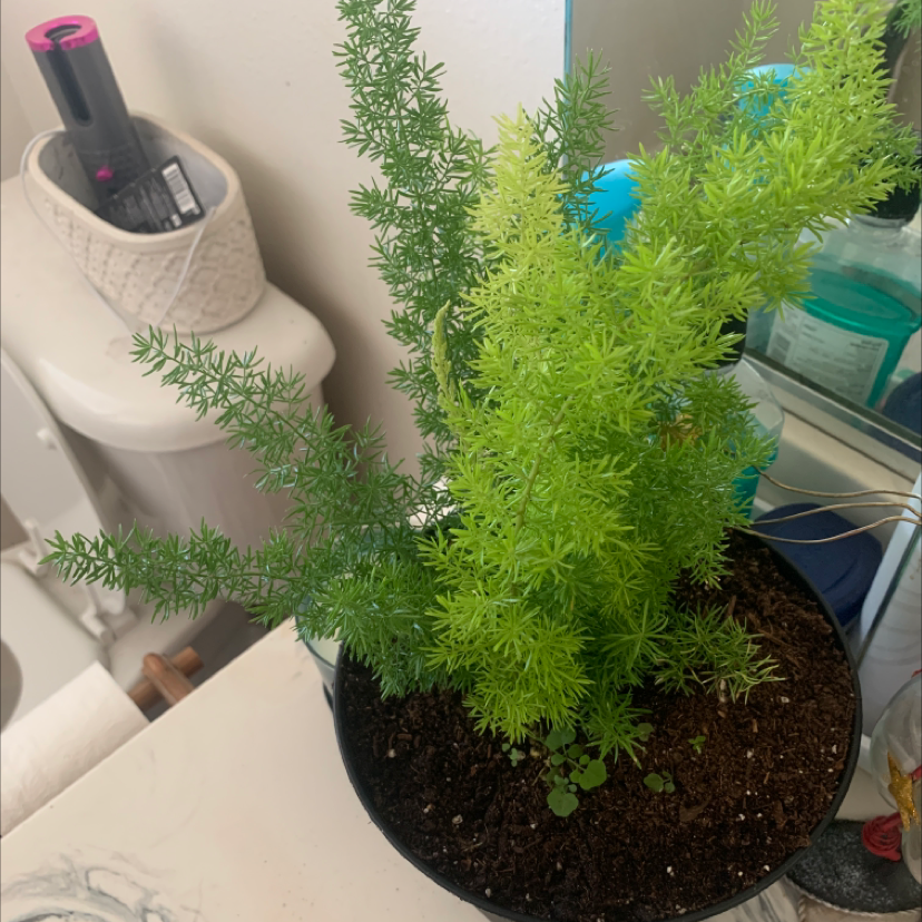 Photo of the plant species Plume Asparagus by @brooklynscheer named Fernando on Greg, the plant care app
