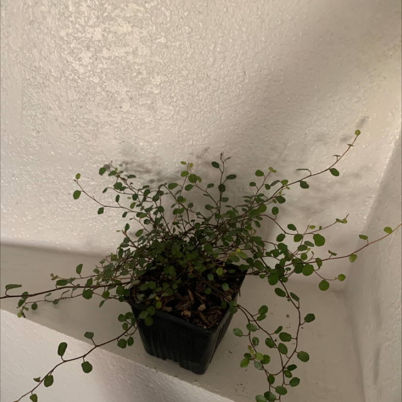 Sprawling Wirevine plant in a black pot against a white wall.