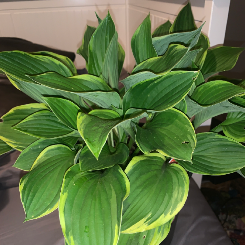 suji-gibōshi plant photo by @brooklynscheer named Mochi on Greg, the plant care app.