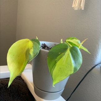 Philodendron Brasil plant in Oroville, California