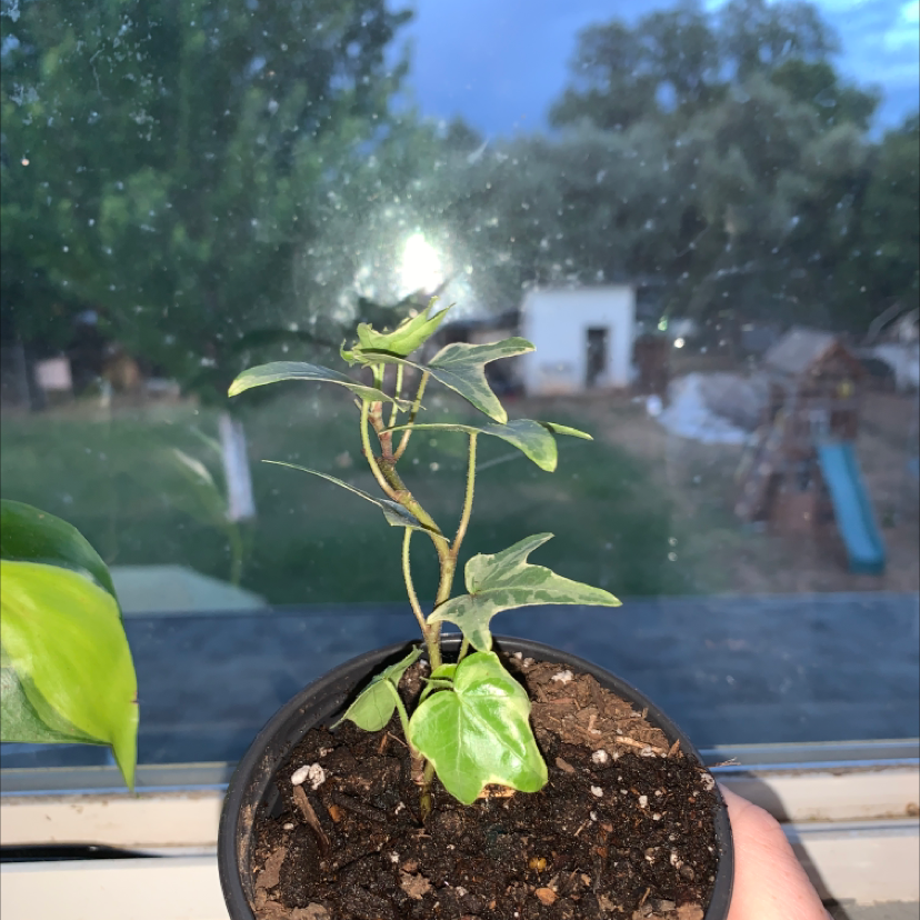 English Ivy plant photo by @brooklynscheer named Ivy League on Greg, the plant care app.