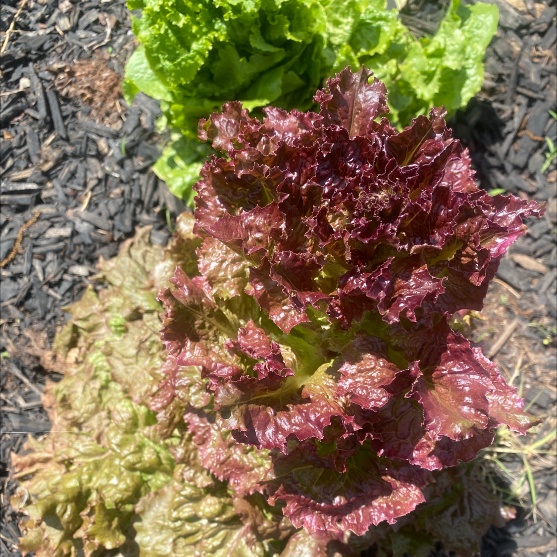 A close-up of a mature red leaf lettuce growing in a garden bed, with deep purple ruffled leaves forming a tight head.