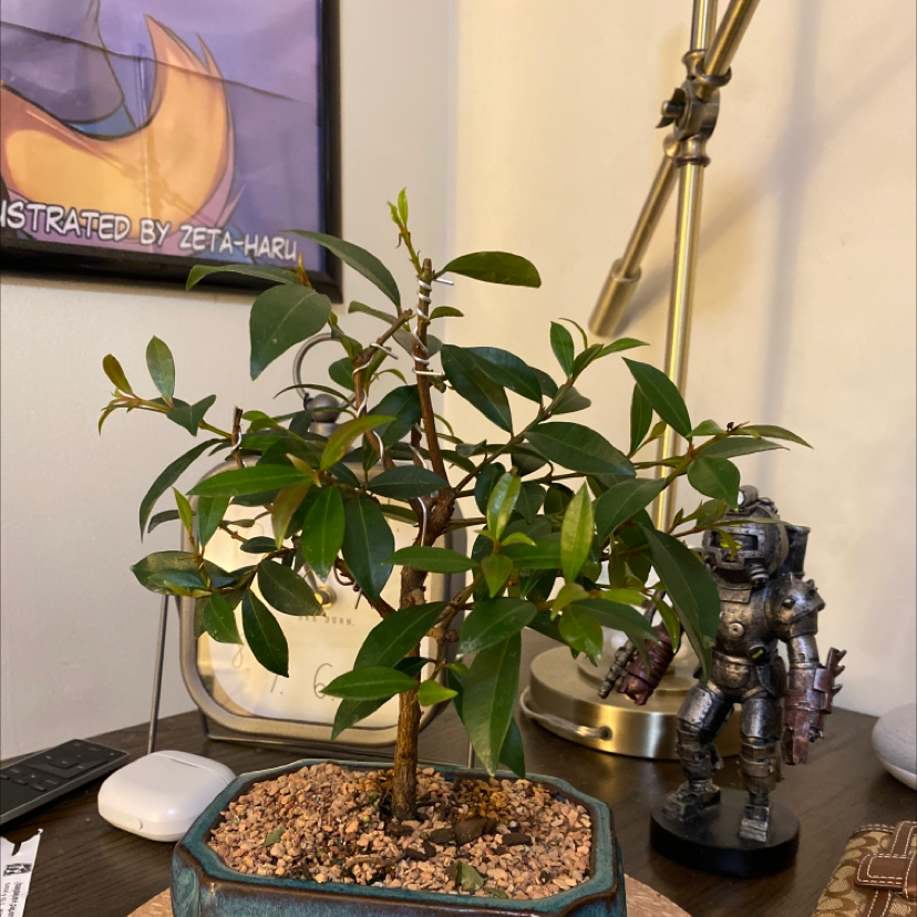Common Myrtle plant photo by Dominic named Bonsai on Greg, the plant care app.