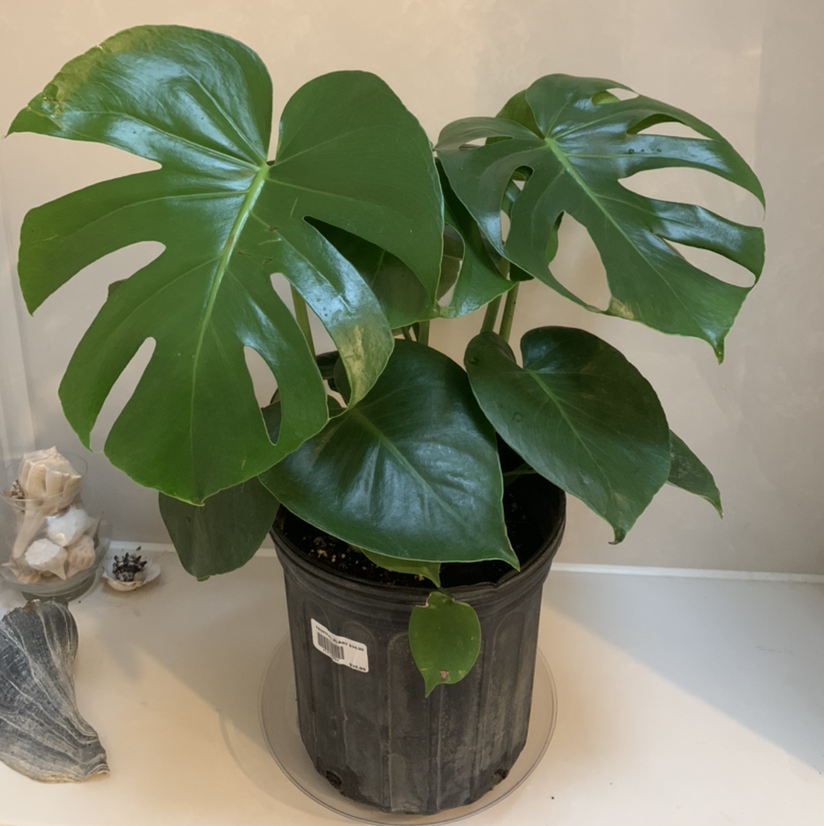 Monstera plant photo by Kathryn named Monstera on Greg, the plant care app.