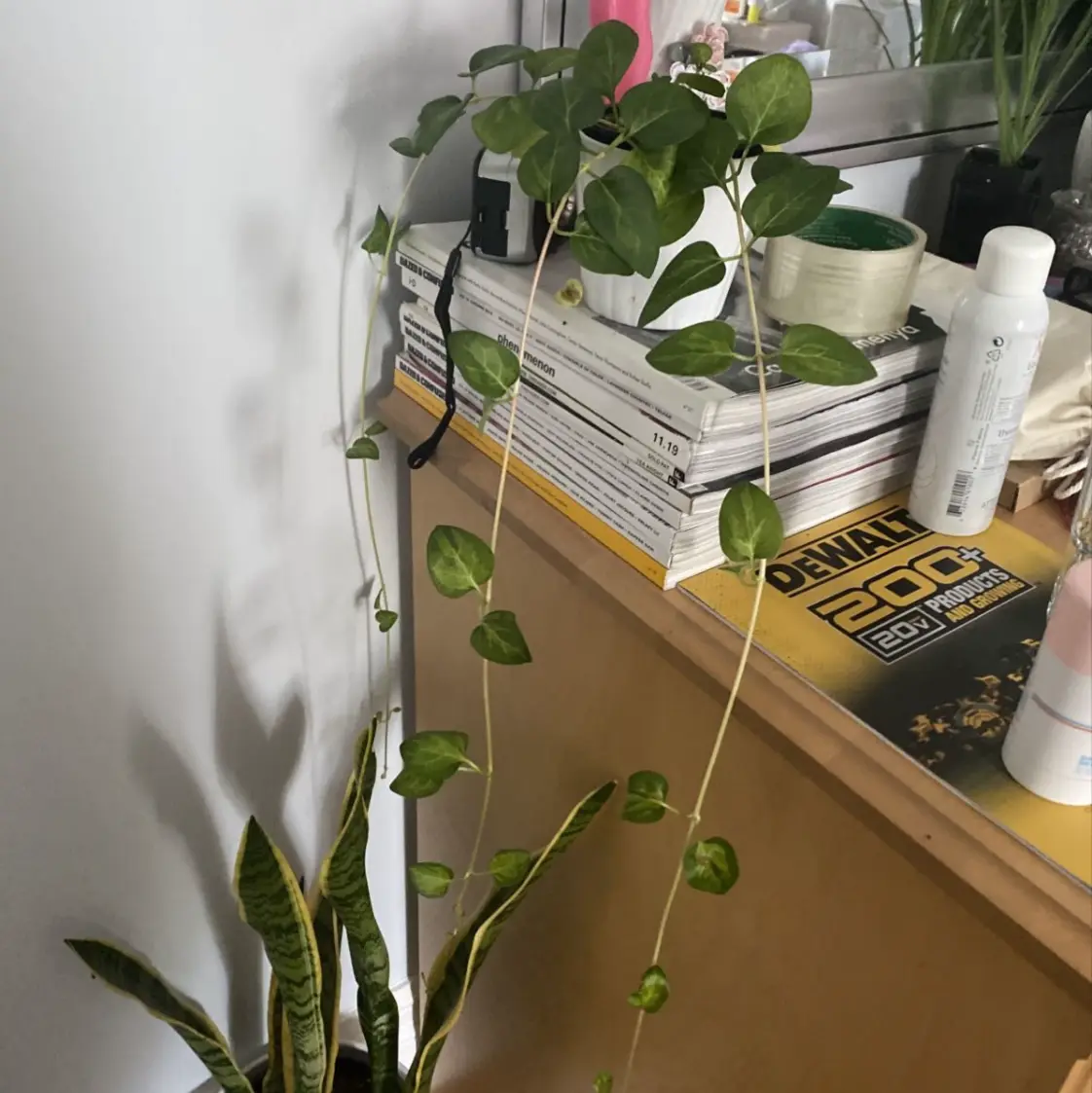 Photo of the plant species Marbled Agave by Emily named marble queen on Greg, the plant care app