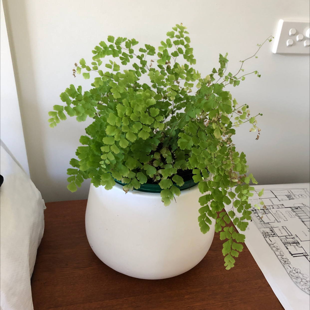 Potted Hemionitis raddiana plant with small, green, rounded leaves.