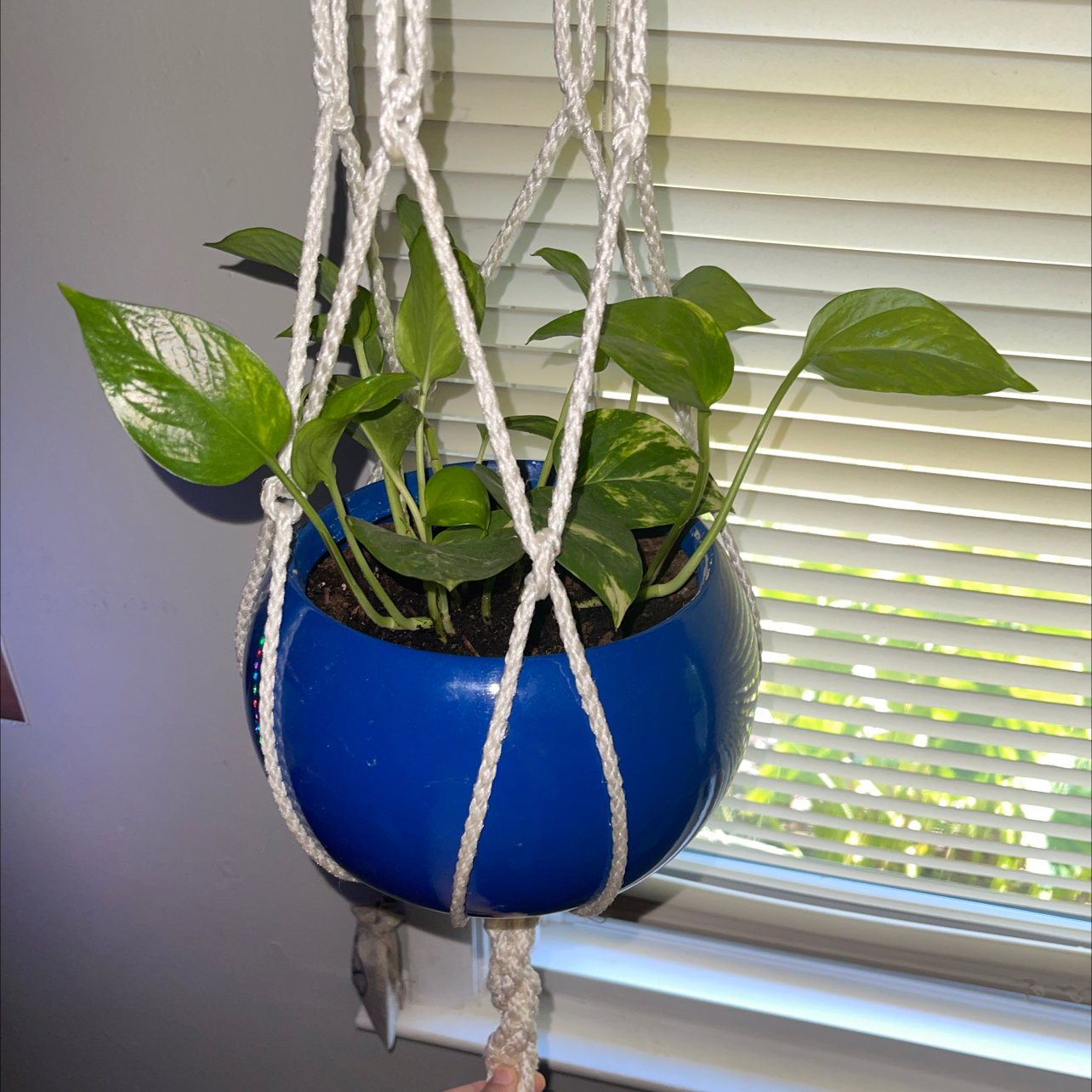 Taro Vine plant photo by @laceykindasucks named Goldie on Greg, the plant care app.