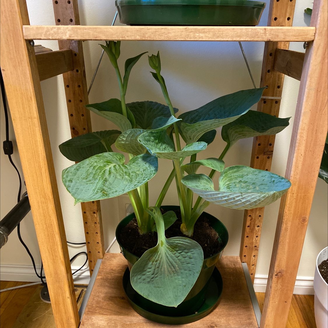 Healthy Siebold's Plantain Lily with large green leaves in a pot on a wooden shelf.