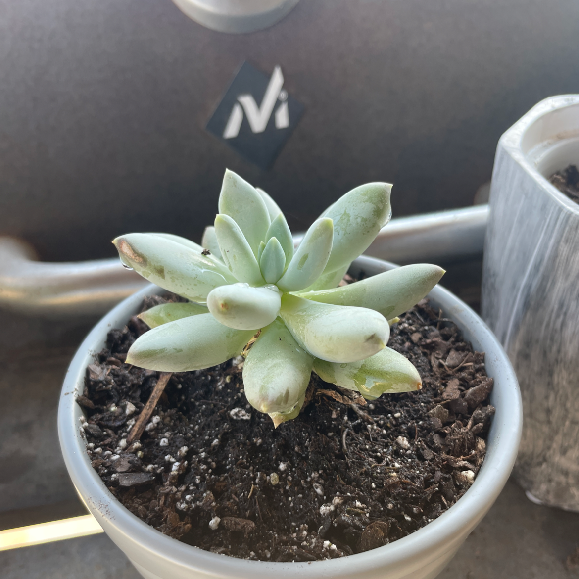 Pachyphytum 'Moon Silver' succulent in a pot with some browning on leaf tips.