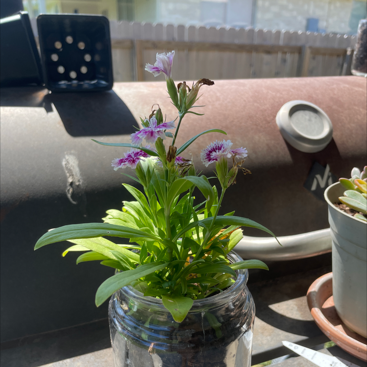 Photo of the plant species Dianthus 'Supra Purple' by Ariana named Athena on Greg, the plant care app