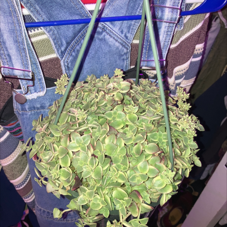 Healthy variegated Crassula Pellucida succulent plant with round green and red leaves trailing from a hanging denim basket.