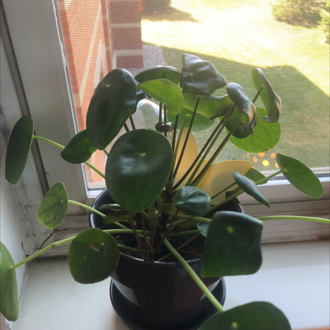 Chinese Money Plant plant photo by @marleytommola named he/him on Greg, the plant care app.