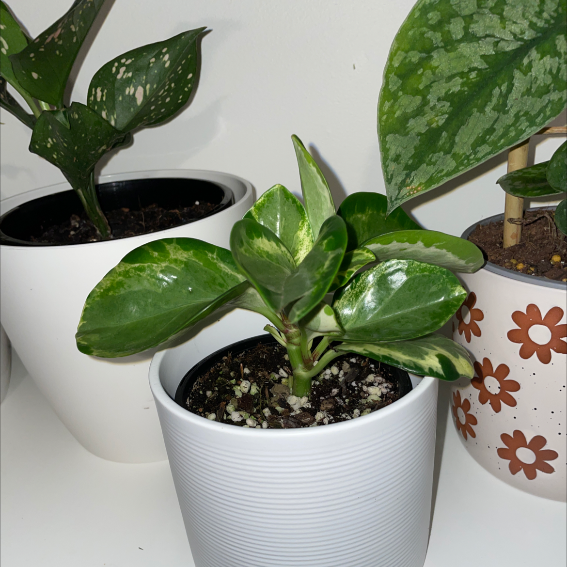 Photo of the plant species Peperomia 'Ginny' by @Abbeyjames named Marley on Greg, the plant care app
