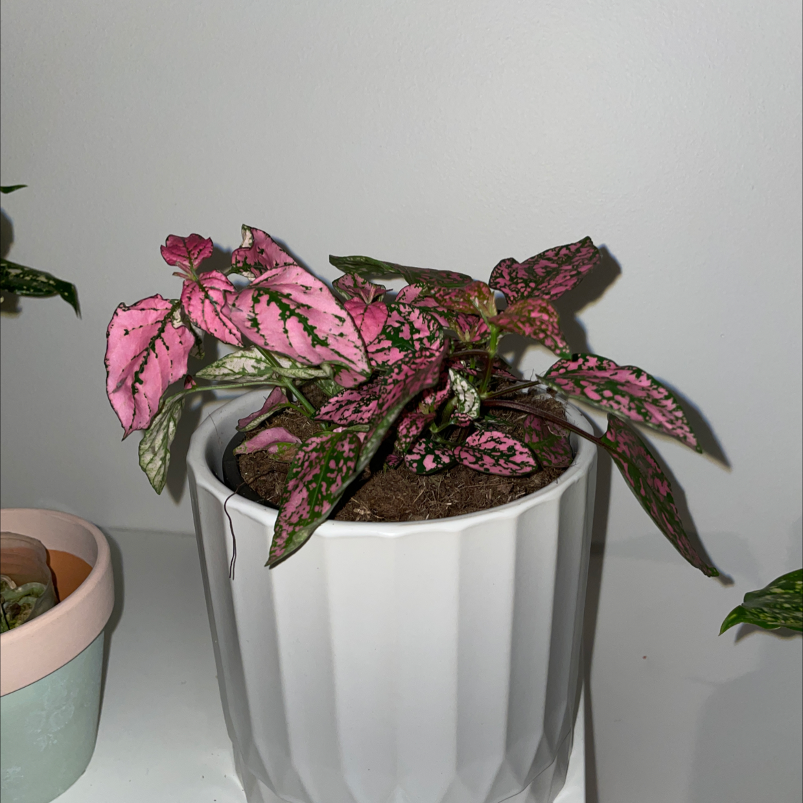 Polka Dot Plant plant photo by @Abbeyjames named Bella on Greg, the plant care app.