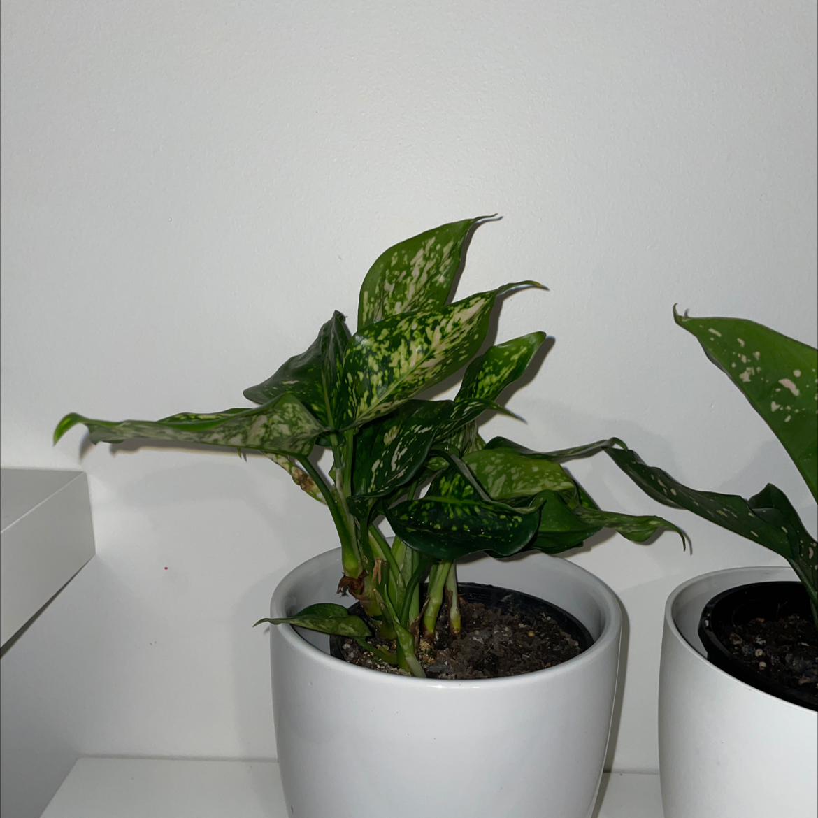 Photo of the plant species Aglaonema 'Silver Splash' by @Abbeyjames named Sproutacus on Greg, the plant care app