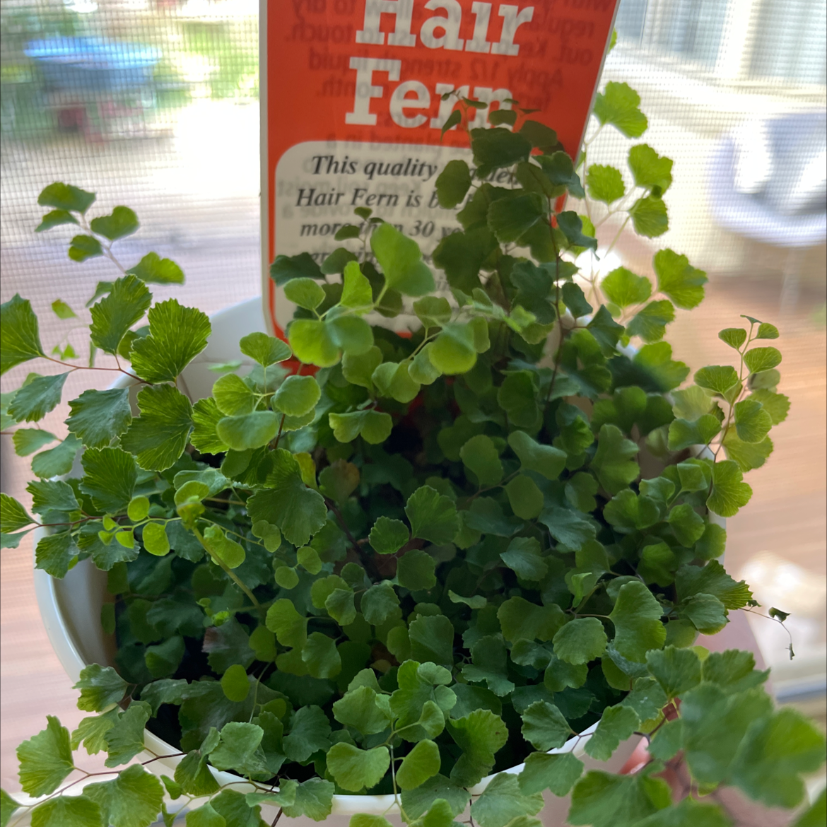Photo of the plant species Pacific Maidenhair Fern by @Abbeyjames named Cleopatra on Greg, the plant care app
