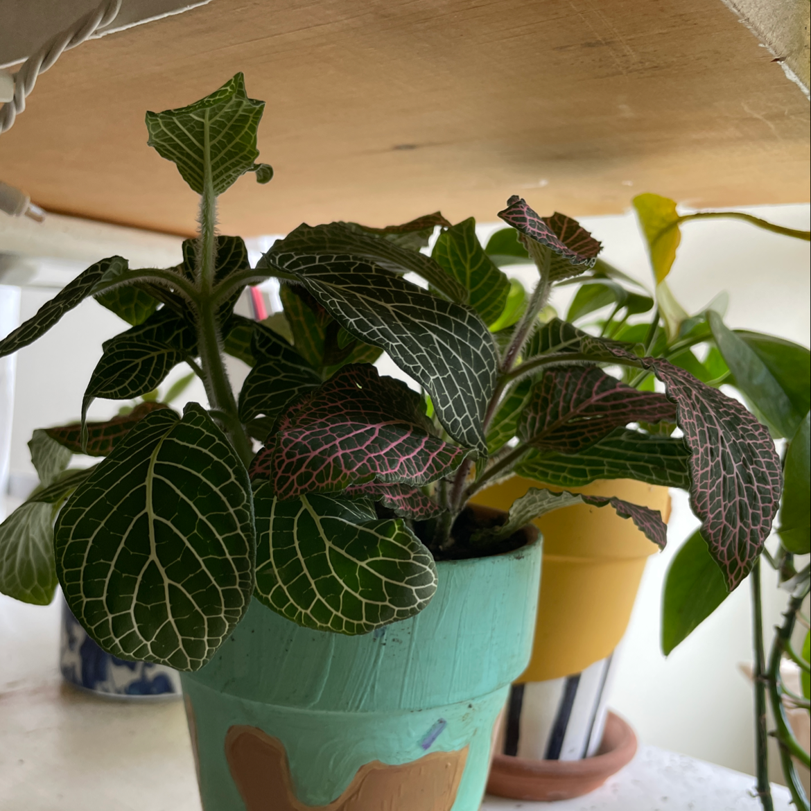 Nerve Plant plant photo by @campbellshaw named Lola on Greg, the plant care app.