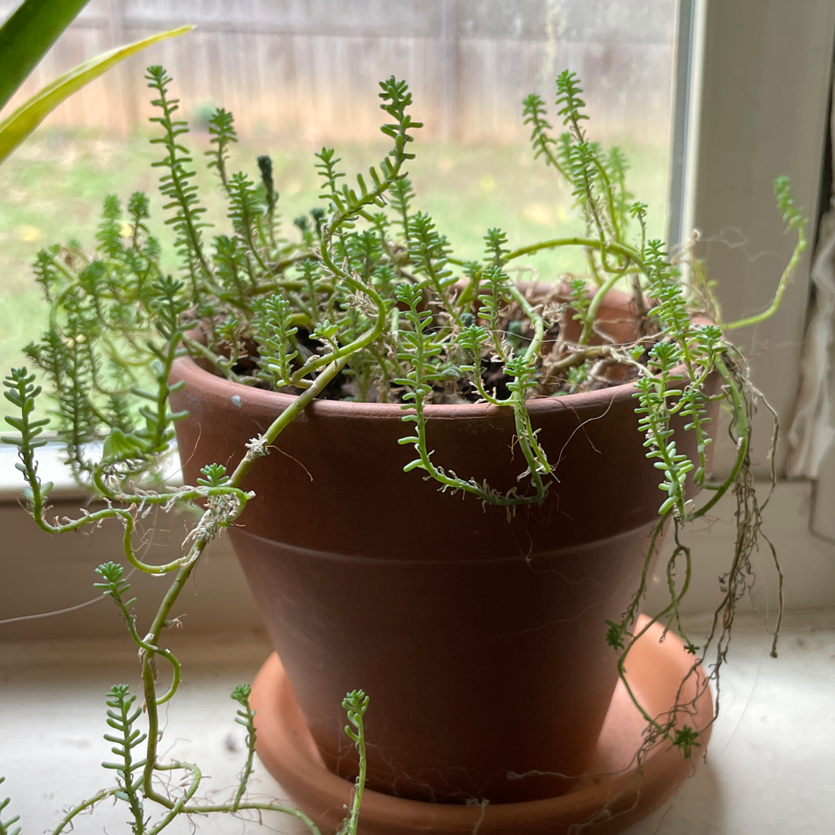 Potted Goldmoss Stonecrop plant on a windowsill with elongated stems and small succulent leaves.