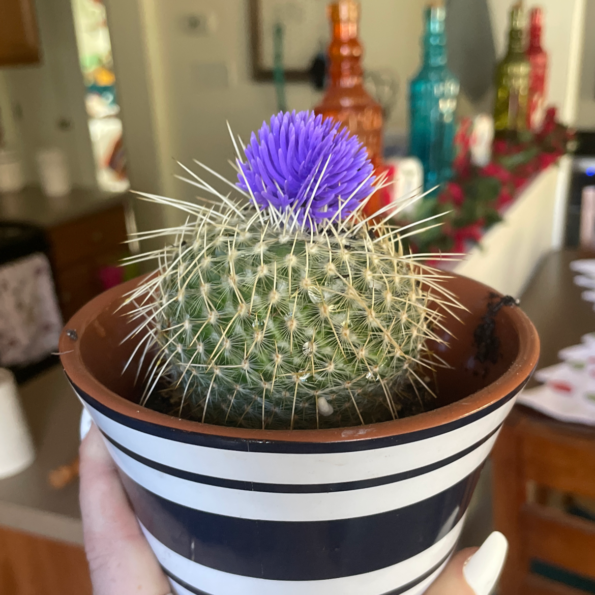 Twin Spined Cactus in a striped pot with a purple artificial flower on top.